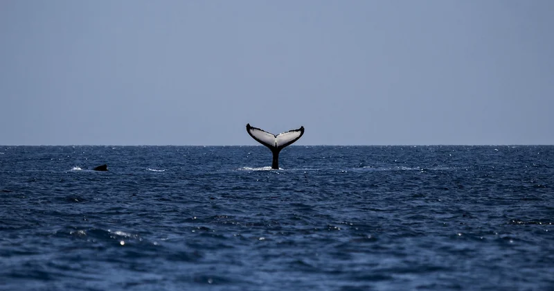 Voyager nature sans avion : les alternatives qui changent tout